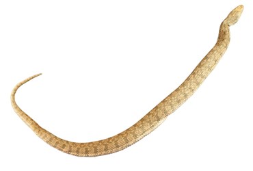 Preserved Garter Snake, 18-22", Vacuum Packed, Plain