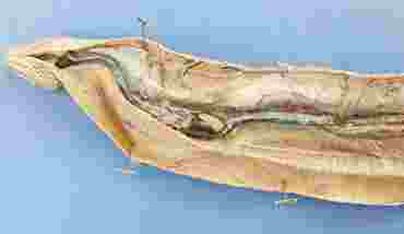 Dissection, biology and zoology studies
