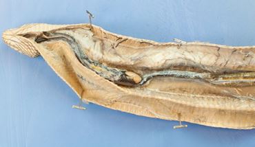 Dissection, biology and zoology studies