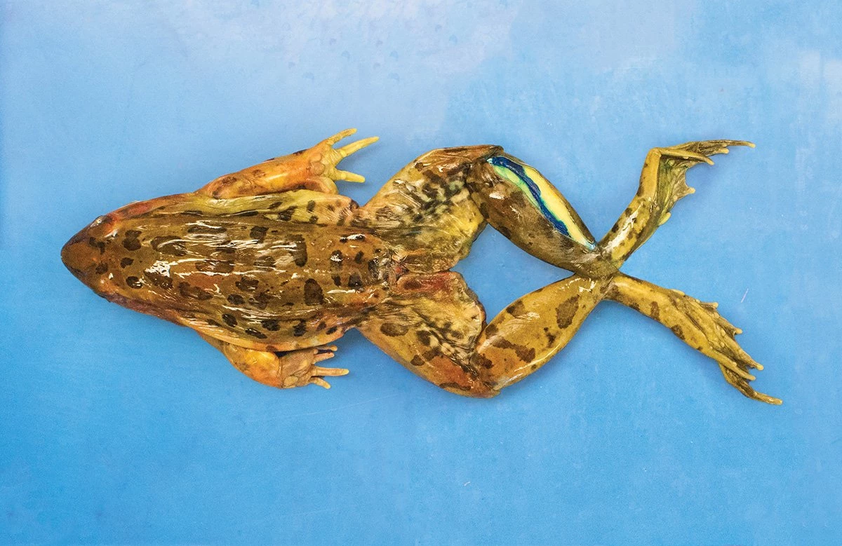 Grass Frog, Preserved, Double Injected, 4–5, Pail of 50