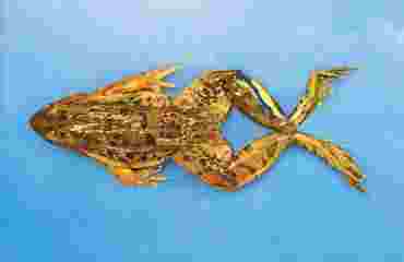 Preserved Grass Frog for Dissection