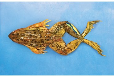 Preserved Grass Frog for Dissection