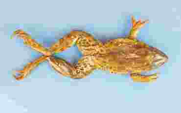 Flinn-Preferred™ Preserved Grassfrogs for Dissection