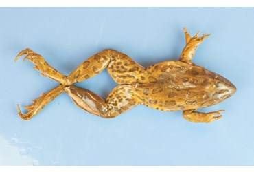 Flinn-Preferred™ Preserved Grassfrogs for Dissection