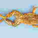 Grass Frog Digital Bundle, single injected, 5"