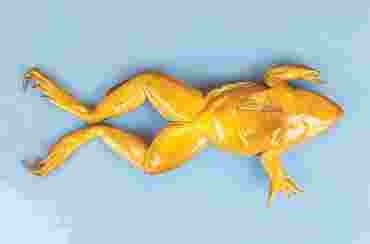 Dissection, biology studies, zoology studies