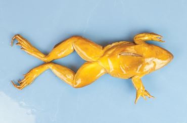 Dissection, biology studies, zoology studies