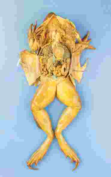 preserved specimen, preserved grass frog, grass frog, grassfrog