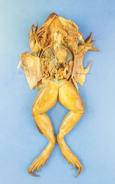 preserved specimen, preserved grass frog, grass frog, grassfrog