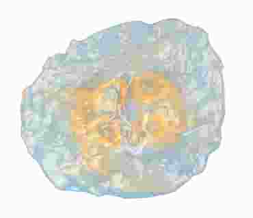 Preserved Jellyfish (Aurelia), 2-3", Pail, Plain, Pkg. of 10