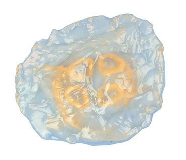 Preserved Jellyfish (Aurelia), 2-3", Pail, Plain, Pkg. of 10