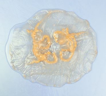 Dissection, biology and zoology studies