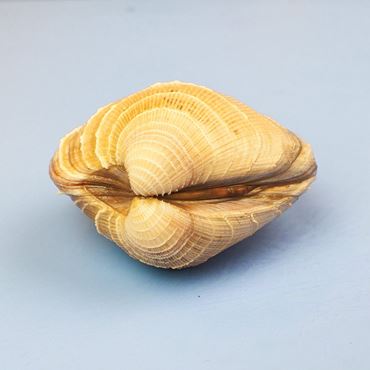 Dissection, biology and zoology studies