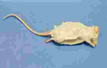 Preserved Mouse, Vacuum Packed, Plain, Pkg. of 10
