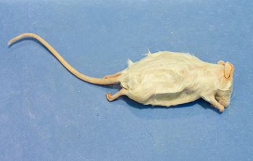 Preserved Mouse, Vacuum Packed, Plain, Pkg. of 10