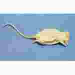 Preserved Mouse, Vacuum Packed, Plain, Pkg. of 10