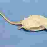 Preserved Mouse, Vacuum Packed, Plain, Pkg. of 10