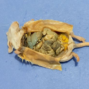 Dissection, biology and zoology studies