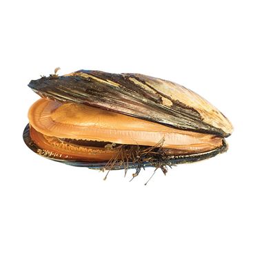 Preserved Mytilus, Pail, Pkg. of 10