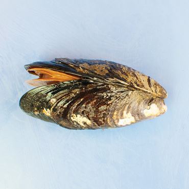 Dissection, biology and zoology studies