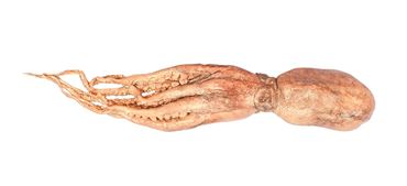Preserved Octopus, 4-6", Vacuum Packed, Plain, Each