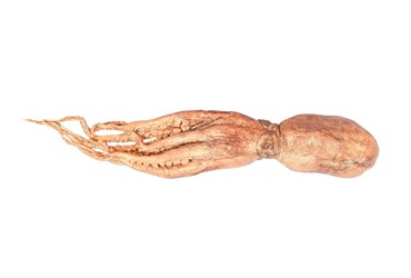 Preserved Octopus, 4-6", Vacuum Packed, Plain, Each