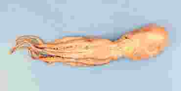 Dissection, biology and zoology studies