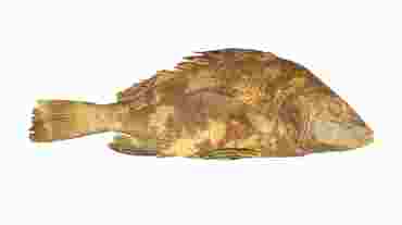 Preserved Gray Perch for Dissection