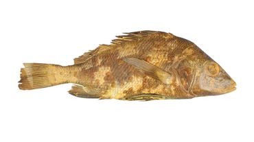 Dissection, biology and zoology studies