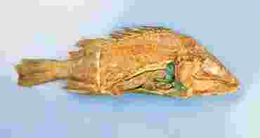 Dissection, biology and zoology studies