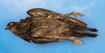 Preserved Pigeon, Vacuum Packed, Plain, Pkg. of 10