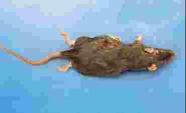 Rats, Flinn-Preferred™ Preserved Specimens