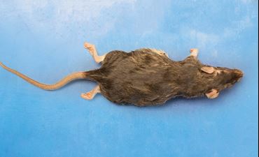 Rats, Flinn-Preferred™ Preserved Specimens