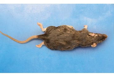 Rats, Flinn-Preferred™ Preserved Specimens