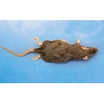 Rats, Flinn-Preferred™ Preserved Specimens