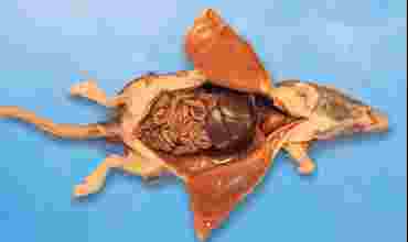 Dissection, biology and zoology studies