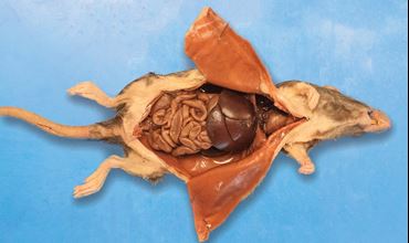 Dissection, biology and zoology studies