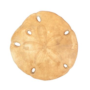 Preserved Sand Dollar, Plain, Pkg. of 10
