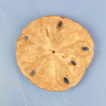 Dissection, biology and zoology studies