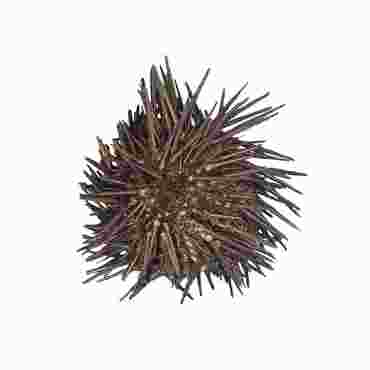 Preserved Sea Urchin, Plain, Pkg. of 10