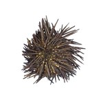 Preserved Sea Urchin, Plain, Pkg. of 10