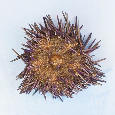 Dissection, biology and zoology studies