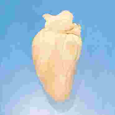 Preserved Sheep Hearts for Dissection