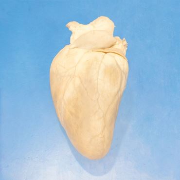 Preserved Sheep Hearts for Dissection