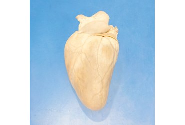 Preserved Sheep Hearts for Dissection
