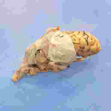 Preserved Sheep Brain for Dissection