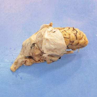 Preserved Sheep Brain for Dissection