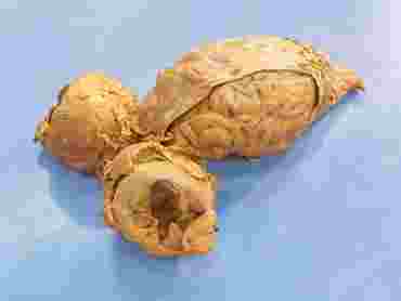 Preserved Sheep Brain for Dissection