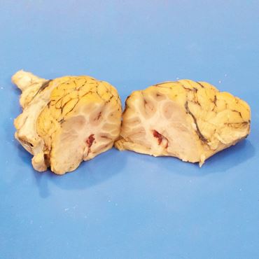 Preserved Sheep Brain for Dissection