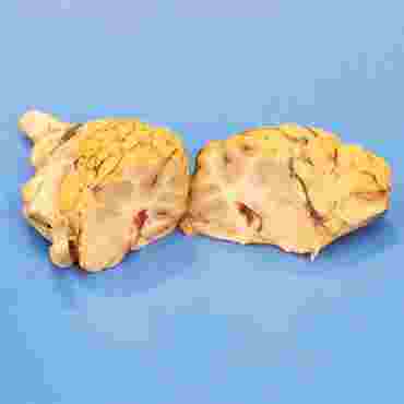 Preserved Sheep Brain for Dissection